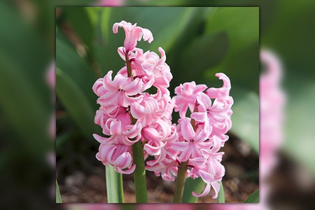 pink festival hyacinth