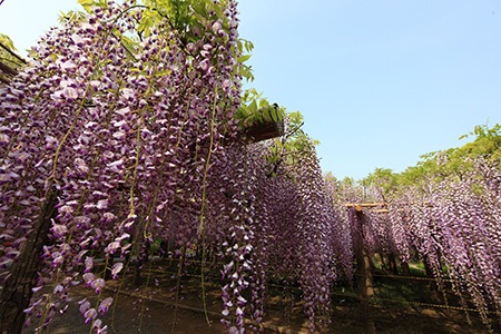 pink japanese wisteria (wisteria floribunda 'rosea')