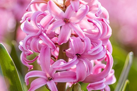 pink pearl hyacinth