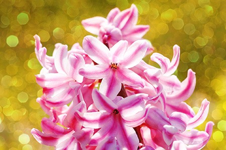 pink surprise hyacinth