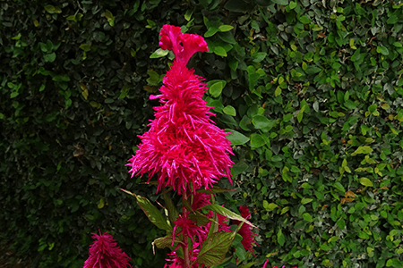 plume celosia is one of the popular celosia varieties that is found in tropical zones