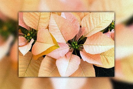 poinsettia autumn leaves