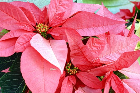 poinsettia pink