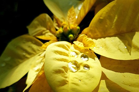 polar bear poinsettia