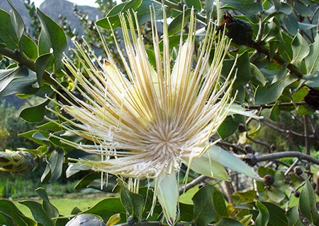 potberg sugarbush - protea aurea potbergensis
