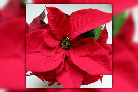 prestige red poinsettia