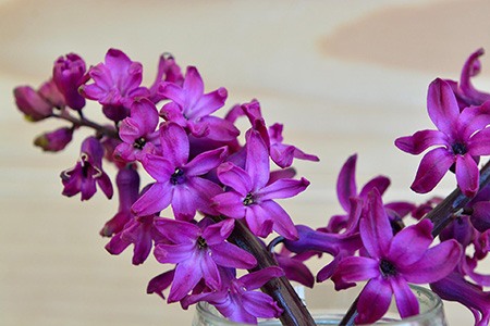 purple sensation hyacinth