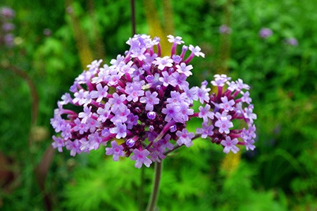 purple top vervain - verbena bonariensis