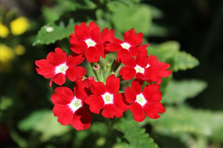 red devil verbena - verbena peruviana