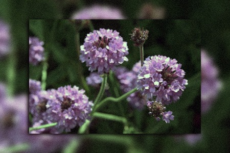 some verbena species, like rigid verbena - verbena rigida, cannot survive in winter