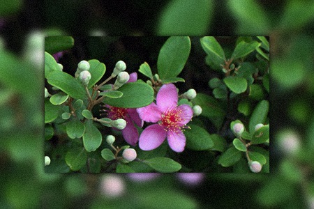 some myrtle types, like rose myrtle, love wet and humid environment to grow