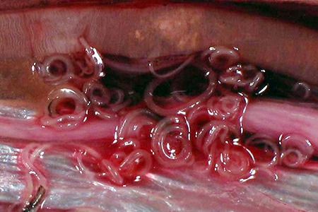 roundworms are considered to be species-rich kinds of worms