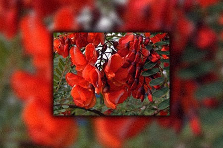 scarlet wisteria (sebsbania punicea)