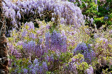 silky wisteria (wisteria brachybotrys)