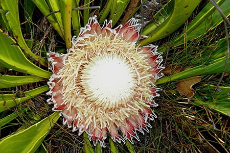 snowball protea - protea cryophila