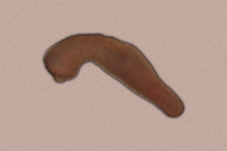 spoon worm