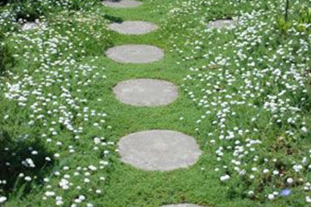 stepping stones through chamomile ground cover