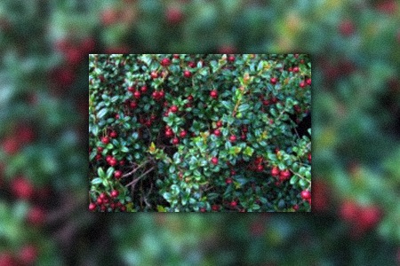 strawberry myrtle types of myrtle trees work best under direct sunlight