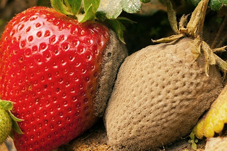 strawberry plant diseases