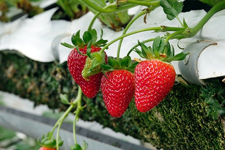 strawberry plant types