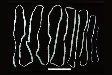 tapeworms can be considered as one of the types of house worms