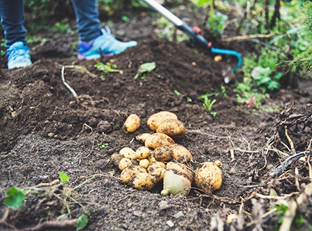 tools for harvesting potatoes