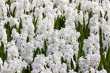 top white hyacinth