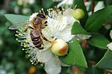 one of the most common myrtle tree variety in europe is true myrtle