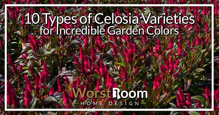 types of celosia