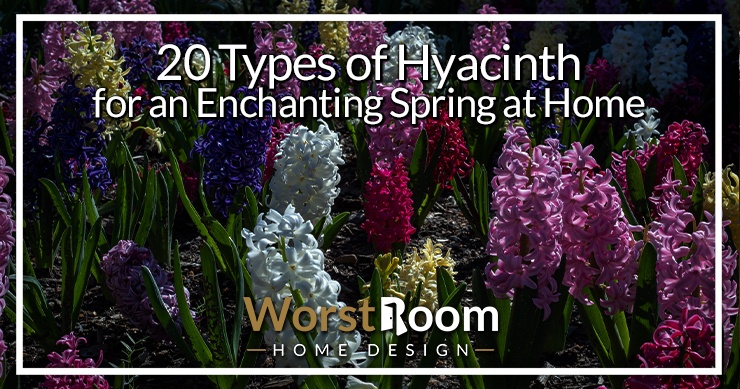 types of hyacinth