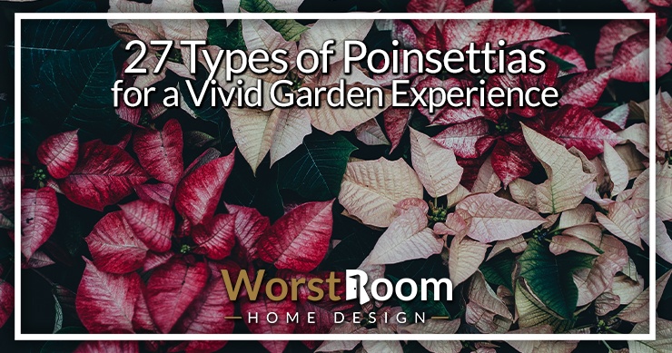 types of poinsettias