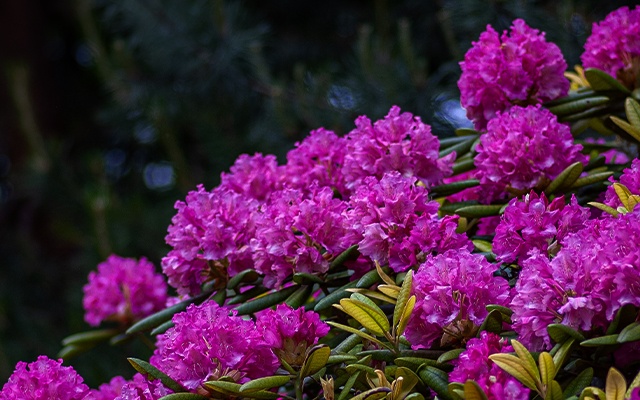 types of rhododendron thumbnail