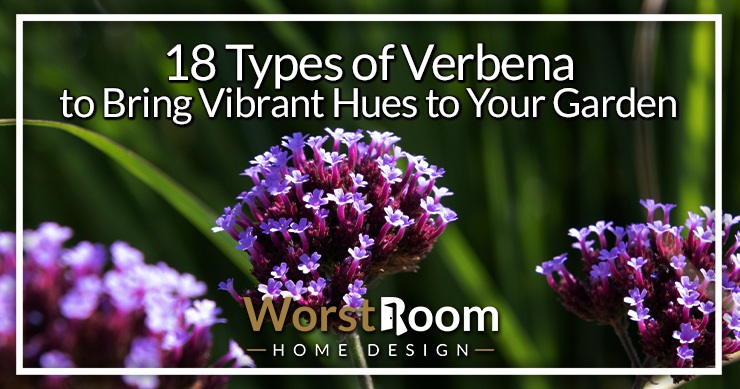 types of verbena