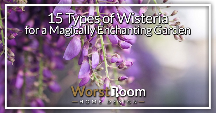 types of wisteria