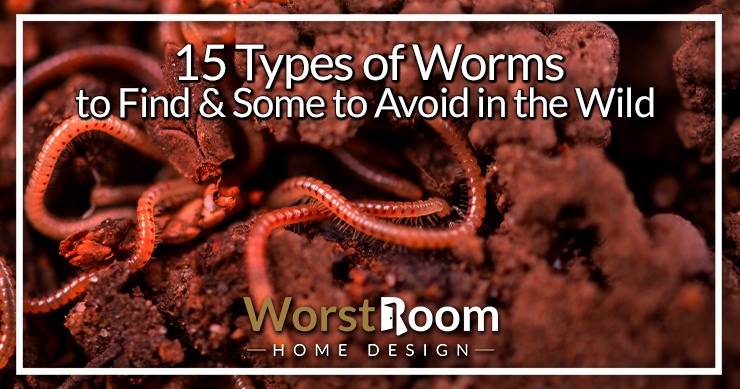 types of worms