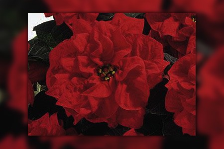 some poinsettia variety, like valentine poinsettia, resembles love with its dark red color