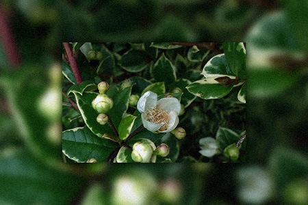some types of myrtle, like variegated myrtle, can grow up to 8 feet tall