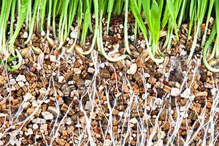 vermiculite with seeds growing