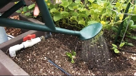 watering cucumber plants