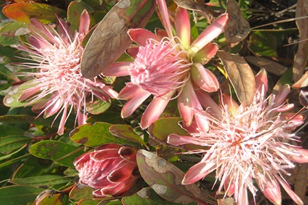 wentzels sugarbush - protea wentzelana