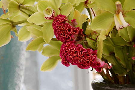 some varieties of celosia are known to be endangered and west indian cockscomb is one of them