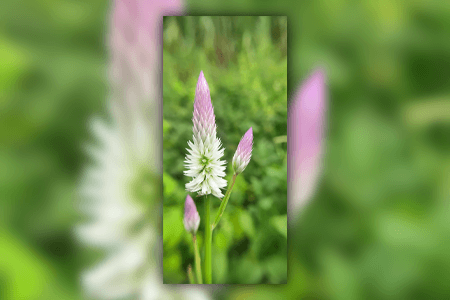 wheat celosia