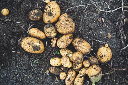 when do you harvest potatoes