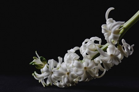 if you are looking for a beautiful types of hyacinth, you must get white festival hyacinth