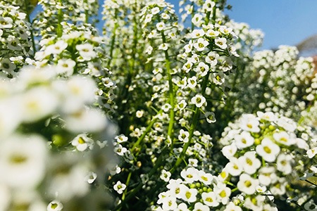 some verbena types, like white vervain - verbena urticifolia l., have hairy stems