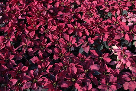 some types of poinsettia, like wine burgundy, have dark red color - making them extremely eye-catching