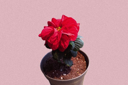 winter red rose mini