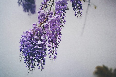 some wisteria species, like wisteria brachybotrys 'okayama', can grow to almost 20 inches