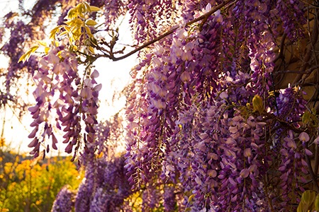 some varieties of wisteria, like wisteria brachybotrys 'showa-beni' produces a powerful relaxing scent