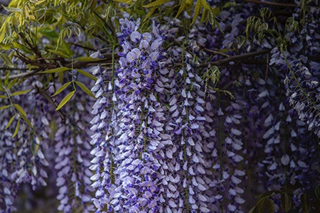 some different types of wisteria, like wisteria floribunda (macrobotrys) have longer racemes